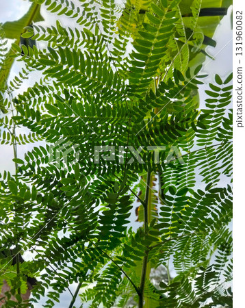 Lush green fern leaves create a natural canopy against a bright sky, offering a refreshing botanical backdrop for serene nature themes and organic designs. 131960082