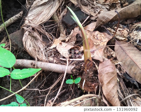 Emerging seedling pushing through forest floor leaf litter, showcasing new life and natural growth resilience. 131960092