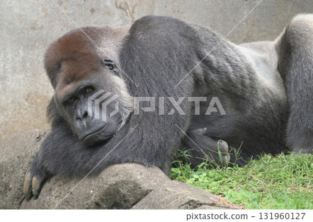 A gorilla observes the reactions of zoo visitors 131960127