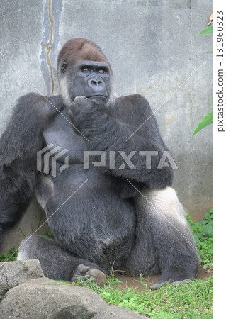 A gorilla that doesn't move until the camera shutter sound stops 131960323