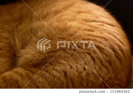 一隻貓蜷縮在門廊上睡覺。動物毛皮紋理 131960362