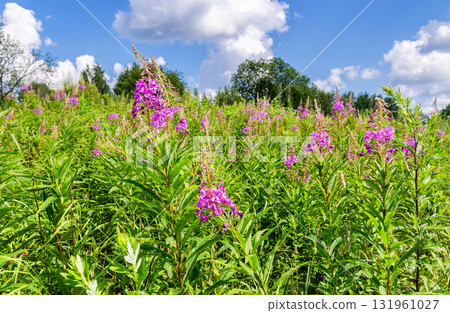 Purple Alpine fireweed. Pink-flowered Epilobium angustifolium blossom close-up. Willowherb in summer day Purple Alpine fireweed. Pink-flowered Epilobium angustifolium blossom close-up. Willowherb in summer day 131961027