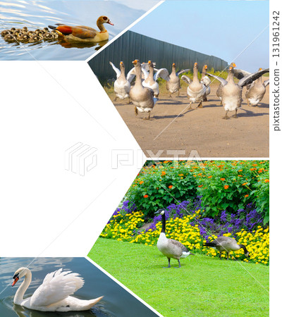 Geese, Swan, and Duck Photo Grid with Diagonal Copy Space Geese, Swan, and Duck Photo Grid with Diagonal Copy Space 131961242