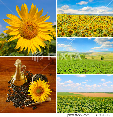 Agriculture and Oil Production Photo Mosaic Agriculture and Oil Production Photo Mosaic 131961245