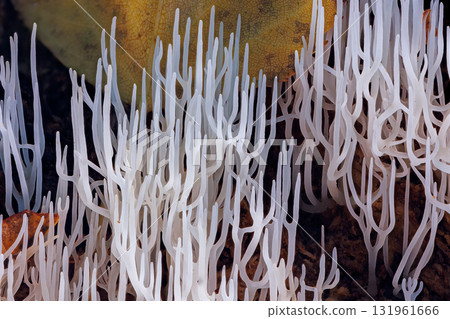 Ivory coral - Ramariopsis kunzei is a type of fungus. It is also known as white coral because its branched structure resembles sea coral 131961666