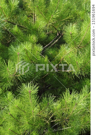 松樹葉 131961694