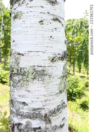 birch trunk birch trunk 131961701