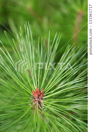 Close up of a pine leaf Close up of a pine leaf 131961717