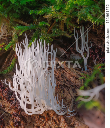 Ivory coral - Ramariopsis kunzei is a type of fungus. It is also known as white coral because its branched structure resembles sea coral 131961752