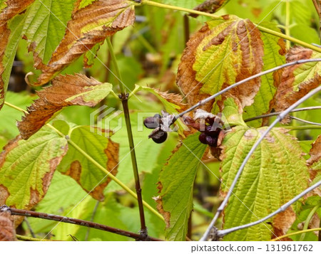 Black jet-bead, Latin name Rhodotypos scandens. A deciduous shrub of Rosaceae family with highly poisonous fruits 131961762