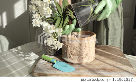 Woman transplant flower into new pot on table, care about plant at home on sunny day. Gardening tools. Nature and plant care. Interior design. 131961837