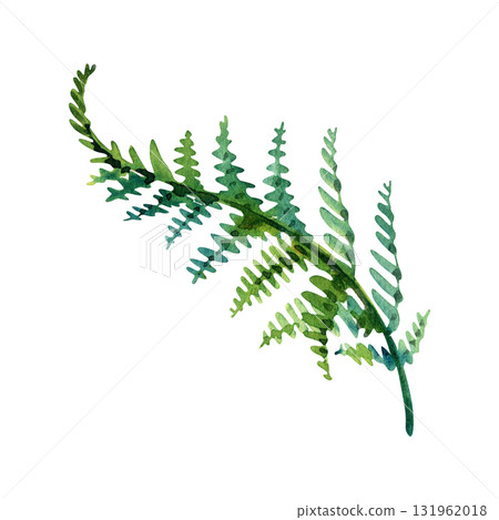 Hand drawn watercolor green fern branch with leaves for wedding, birthday, greeting card, menu, banner, border, pattern, stickers. Element isolated on a white background 131962018