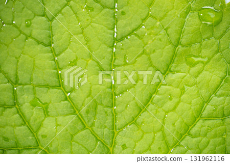 Green Leaf Texture as Background 131962116