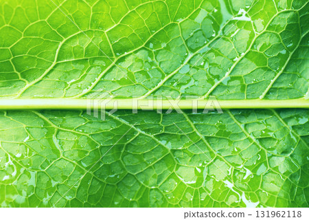Green Leaf Texture as Background 131962118