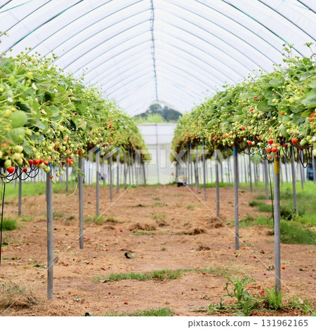 A central path leading through rows of strawberry plants with ripening fruit and white flowers inside a large polytunnel greenhouse, emphasizing agricultural scale. A central path leading through rows of strawberry plants with ripening fruit and white flowers inside a large polytunnel greenhouse, emphasizing agricultural scale. 131962165