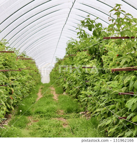 A green grassy path runs between long rows of raspberry canes supported by trellis wires inside a polytunnel greenhouse, highlighting fruit cultivation. A green grassy path runs between long rows of raspberry canes supported by trellis wires inside a polytunnel greenhouse, highlighting fruit cultivation. 131962166