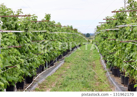 Raspberry canes growing in black pots and supported by a trellis system in long rows under an open sky, illustrating container or intensive farming. Raspberry canes growing in black pots and supported by a trellis system in long rows under an open sky, illustrating container or intensive farming. 131962170