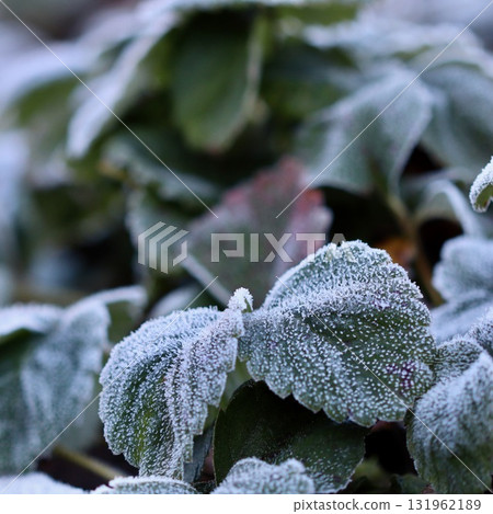 A close-up view of vibrant green strawberry leaves covered in a delicate layer of white frost, with the icy crystals sparkling on the textured surface. Beauty of a cold winter morning. A close-up view of vibrant green strawberry leaves covered in a delicate layer of white frost, with the icy crystals sparkling on the textured surface. Beauty of a cold winter morning. 131962189