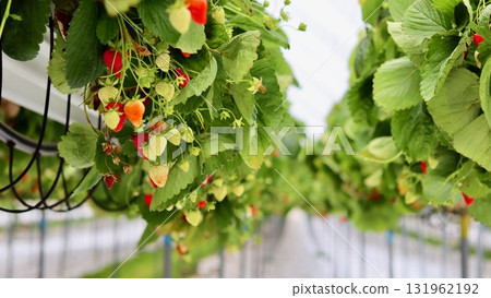 Ripe and unripe strawberries hanging from vines in a modern hydroponic greenhouse or vertical farm, showcasing sustainable and intensive farming. Ripe and unripe strawberries hanging from vines in a modern hydroponic greenhouse or vertical farm, showcasing sustainable and intensive farming. 131962192
