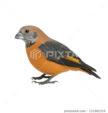 vibrant orange and black bird with distinctive beak stands against transparency background, showcasing its striking plumage. bird detailed feathers and unique coloration make it captivating vibrant orange and black bird with distinctive beak stands against transparency background, showcasing its striking plumage. bird detailed feathers and unique coloration make it captivating 131962354