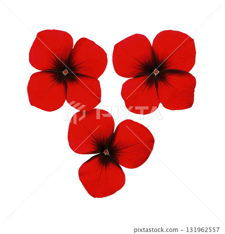Three vibrant red flowers with dark centers are arranged against plain background, creating striking and bold visual. petals are smooth and symmetrical, enhancing floral beauty Three vibrant red flowers with dark centers are arranged against plain background, creating striking and bold visual. petals are smooth and symmetrical, enhancing floral beauty 131962557