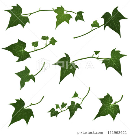 Various green ivy leaves and stems are arranged transparency background, showcasing their natural beauty and intricate vein patterns. leaves vary size and shape, adding dynamic and organic feel 131962621