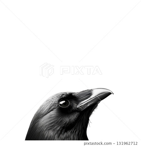 detailed black and white illustration of crow head is shown, highlighting its sharp beak and glossy feathers. image captures bird intense gaze and intricate feather patterns 131962712