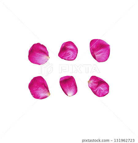Six vibrant pink rose petals are arranged against transparency background, showcasing their delicate texture and vivid color. petals are evenly spaced, creating harmonious and visually appealing 131962723