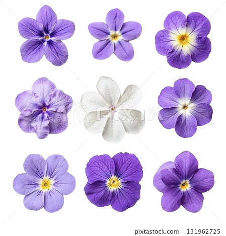collection of nine vibrant flowers showcases various shades of purple and single white bloom, each with unique petal patterns and textures, creating visually appealing arrangement 131962725