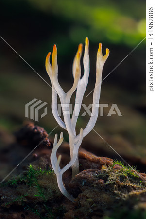 Ivory coral - Ramariopsis kunzei is a type of fungus. It is also known as white coral because its branched structure resembles sea coral 131962886