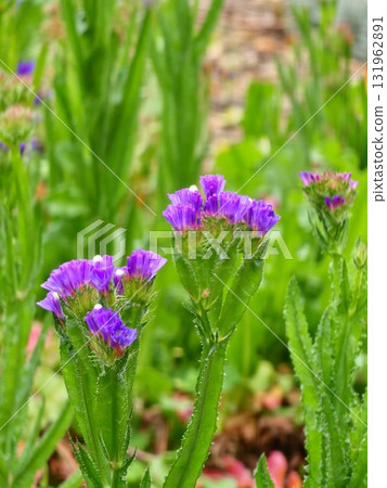 Limonium sinuatum, commonly known as wavy sea lavender, statis, sea lavender, furrowed leaf marsh rosemary, sea rose, is a Mediterranean plant species. 131962891