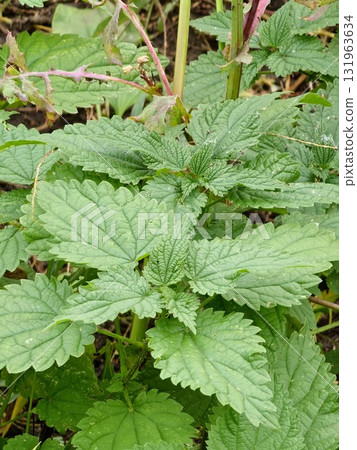 Nettle with fluffy green leaves. Close-up of Urtica leaves. Nettle is used in the cooking, medicine, and agriculture. Nettle with fluffy green leaves. Close-up of Urtica leaves. Nettle is used in the cooking, medicine, and agriculture. 131963634