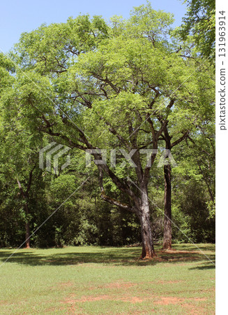Old Tree Outside of Rural East Texas Cemetery Old Tree Outside of Rural East Texas Cemetery 131963914
