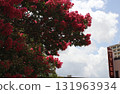 Crepe Myrtle Trees in Bloom Downtown Tyler TX with Neon Tyler Sign in Background 131963934