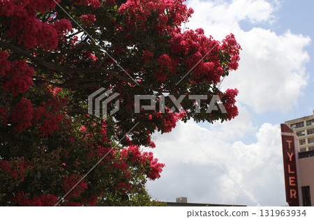 Crepe Myrtle Trees in Bloom Downtown Tyler TX with Neon Tyler Sign in Background 131963934