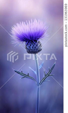 Vibrant purple thistle bloom on soft focus backdrop. Charming banner for St.Andrew's day celebration Vibrant purple thistle bloom on soft focus backdrop. Charming banner for St.Andrew's day celebration 131963969