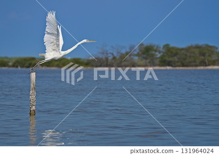 White heron in Rio Lagartos starting to fly 131964024