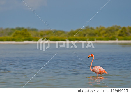 Flamingo in the water Rio Lagartos 131964025