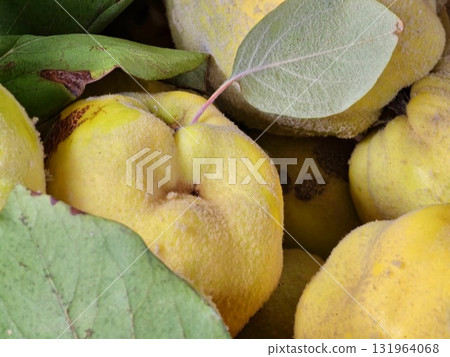 A close-up of freshly picked quince fruits. Ripe yellow Cydonia quince of large size with green leaves. Healthy eating concept. 131964068