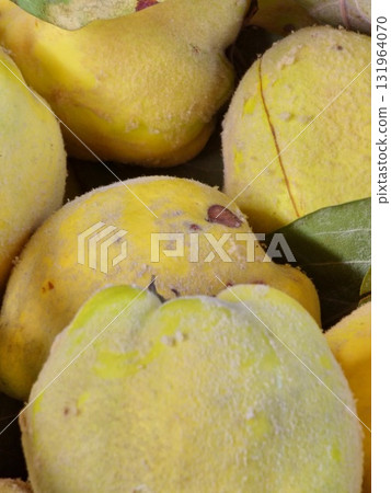A close-up of freshly picked quince fruits. Ripe yellow Cydonia quince of large size with a green leaves. Healthy eating concept. 131964070