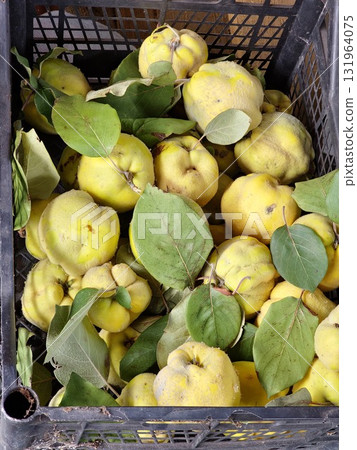 A background of freshly picked quince fruits lying in a crate. Large, ripe yellow Cydonia with green leaves. A background of freshly picked quince fruits lying in a crate. Large, ripe yellow Cydonia with green leaves. 131964075
