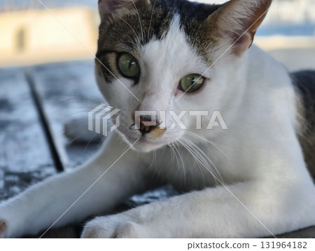 Adorable Cat with Striking Green Eyes Enjoys a Relaxing Day Outdoors Under the Sun Adorable Cat with Striking Green Eyes Enjoys a Relaxing Day Outdoors Under the Sun 131964182