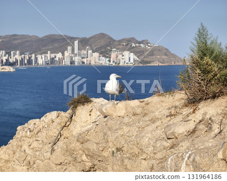 A Seagull Majestically Overlooking a Beautiful Coastal Cityscape with Stunning Views 131964186