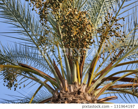 The Date Palm Tree is adorned with luscious ripening dates, set against a cloudless, blue sky The Date Palm Tree is adorned with luscious ripening dates, set against a cloudless, blue sky 131964197