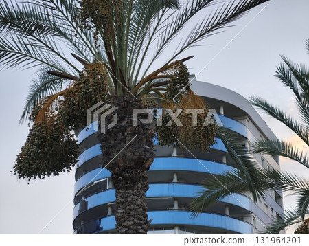 This showcases stunning Modern Architecture complemented beautifully by Palm Trees This showcases stunning Modern Architecture complemented beautifully by Palm Trees 131964201
