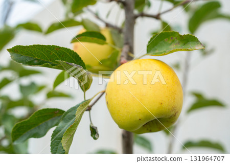 Fresh yellow apples hanging on a tree branch with green leaves. Natural fruit close-up in sunlight. Organic food concept 131964707
