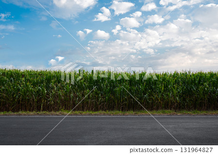 Corn field along the road on a sunny day Corn field along the road on a sunny day 131964827