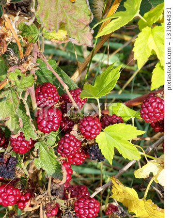 Close-up of ripening and overripe garden blackberries Rubus fruticosus with red ripe and black fruits on branch with green leaves in a garden. Close-up of ripening and overripe garden blackberries Rubus fruticosus with red ripe and black fruits on branch with green leaves in a garden. 131964831