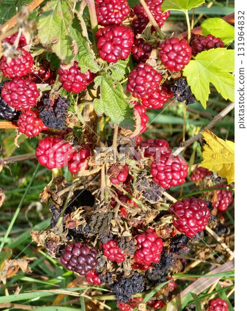 Close-up of ripening and overripe garden blackberries Rubus fruticosus with red ripe and black fruits on a branch with green leaves in garden. Close-up of ripening and overripe garden blackberries Rubus fruticosus with red ripe and black fruits on a branch with green leaves in garden. 131964832