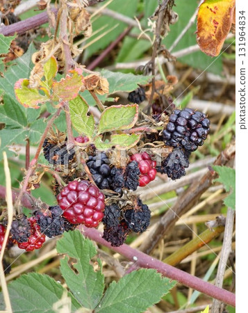 A close-up of ripening and overripe garden blackberries Rubus fruticosus with a red ripe and black fruits on a branch with green leaves in a garden. A close-up of ripening and overripe garden blackberries Rubus fruticosus with a red ripe and black fruits on a branch with green leaves in a garden. 131964834
